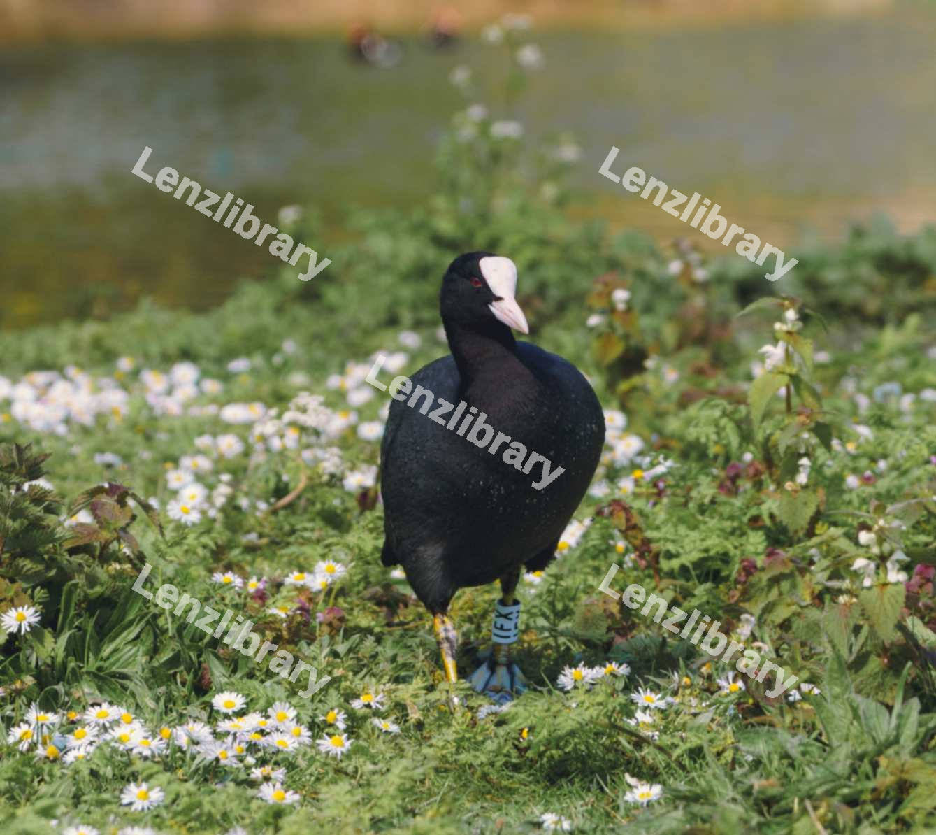 Eurasion Coot